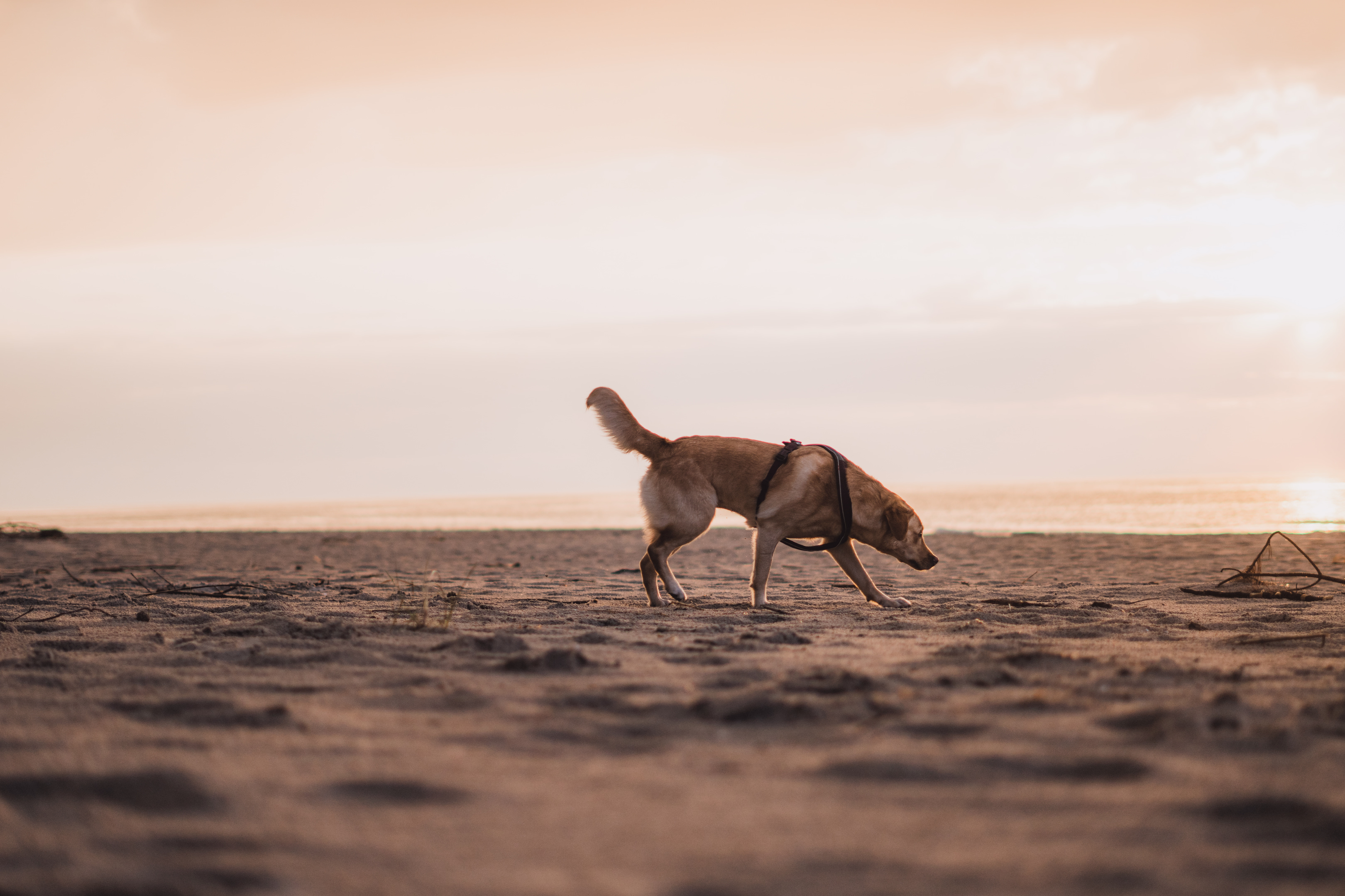 Zlatý retrívr čichá k písku na pláži při zlatavém západu slunce nad mořem.